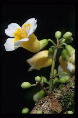 Ophiocephala floribunda