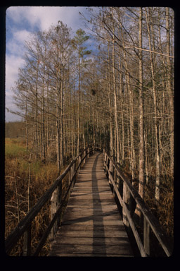 Boardwalk in Bald Cypress Grove, Corkscrew Swamp Sanctuary, Florida