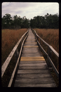 Boardwalk, Corkscrew Swamp Sanctuary, Florida