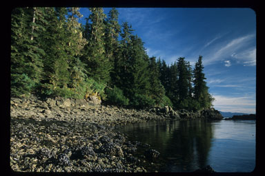 Seashore and trees, West Brother Island, Frederick Sound, Tongass National Forest, Arkansas