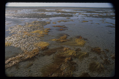 Tidal mud flats, San Ignacio Lagoon, Baja, Mexico