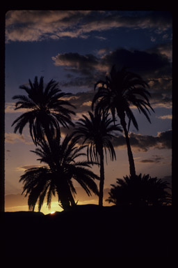 Date Palms at sunset