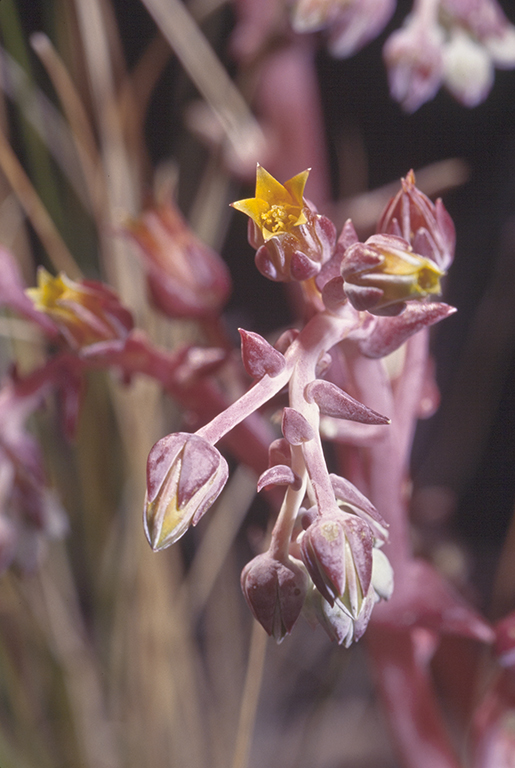 Dudleya saxosa