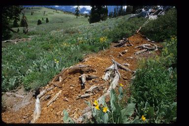 Recycled Fallen Tree - Near Carson Pass