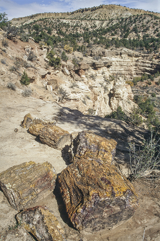 Petrified logs of Morrison formation in Escalante State Park, Utah