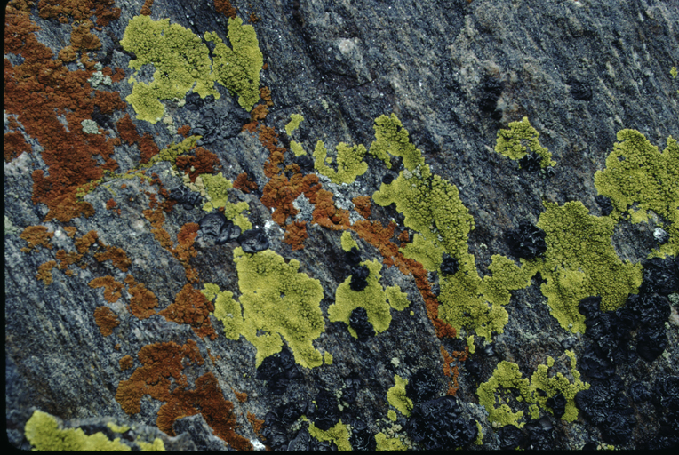 Acarospora sp. Acarospora sp.