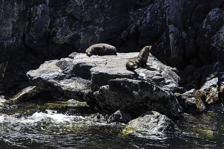 Sea lions on rocks near Milford Sound, South Island, New Zealand