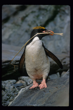 Eudyptes chrysolophus Eudyptes chrysolophus