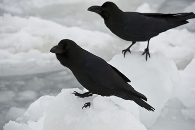 Corvus macrorhynchos japonensis