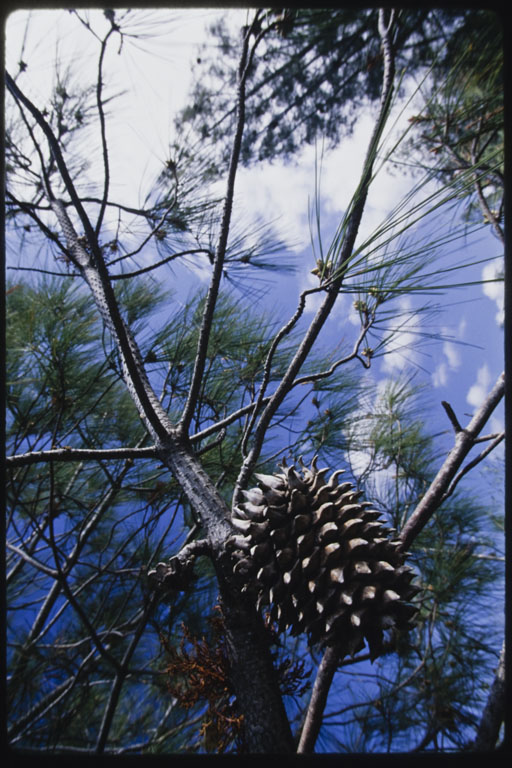 Pinus sabiniana Pinus sabiniana