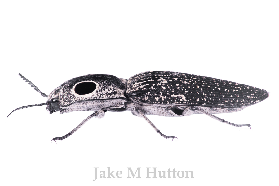 Alaus oculatus Alaus oculatus