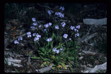 Myosotis sylvatica