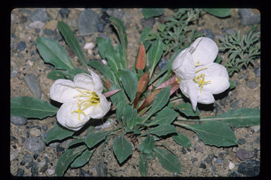 Oenothera cespitosa Oenothera cespitosa
