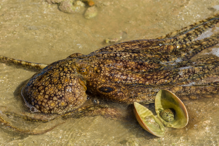 Octopus bimaculoides