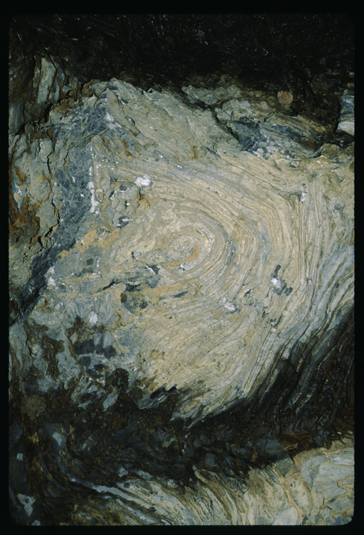 Stromatolites (algae heads) in a Siyeh formation, Glacier National Park, Montana
