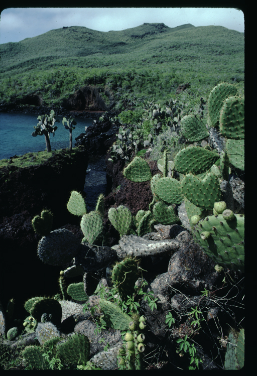 Rabida Island coastline, Galapagos