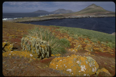 View with lichen on the rocks, Steeple Jason Island, Falkland Islands