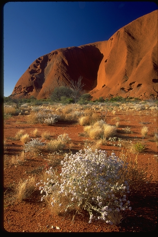 Ayers Rock at Sunrise, Uluru National Park, Northern Territory, Australia