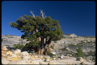 Juniperus occidentalis Juniperus occidentalis