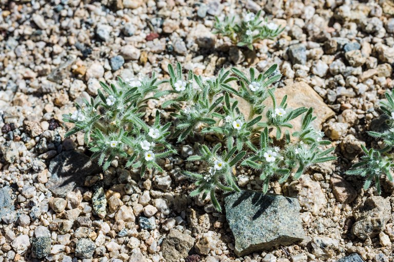 Cryptantha sp.