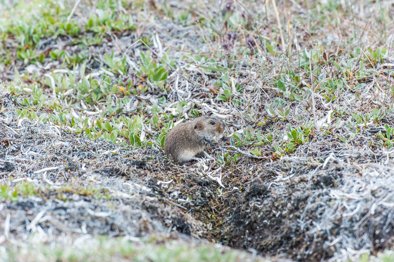 Lemmus sibiricus