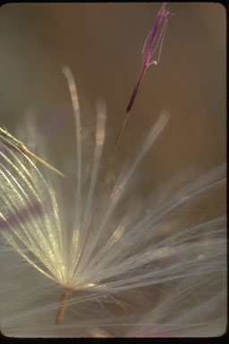 Cirsium sp. Cirsium sp.