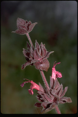 Salvia spathacea