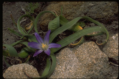 Brodiaea terrestris ssp. terrestris