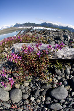 Epilobium latifolium