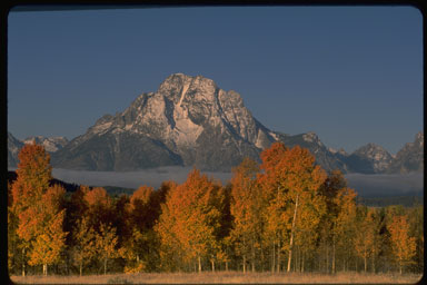 An autumn view of aspens and Mount Moran in Grand Teton National Park, Wyoming