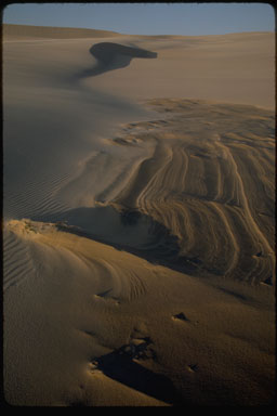 Patterns in the sand at the Oregon Dunes National Recreation Area, Oregon