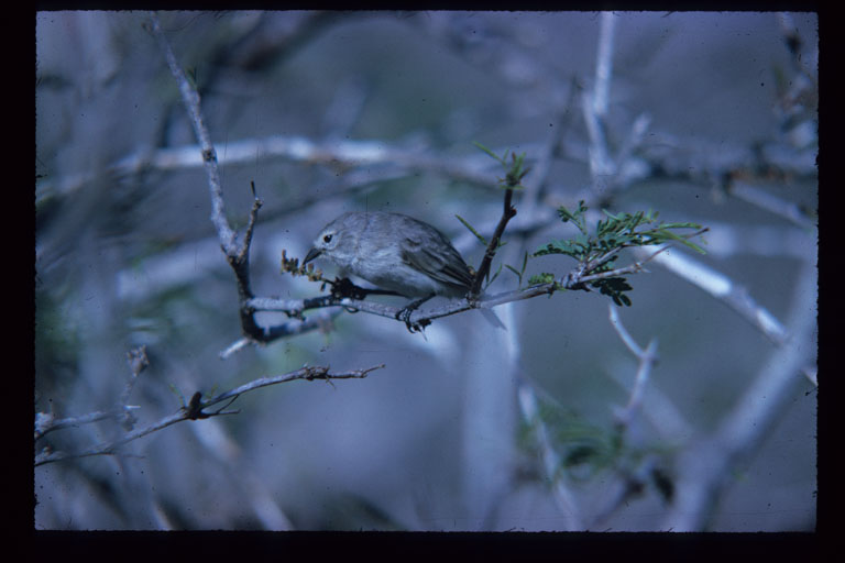 Certhidea fusca cinerascens Certhidea fusca cinerascens