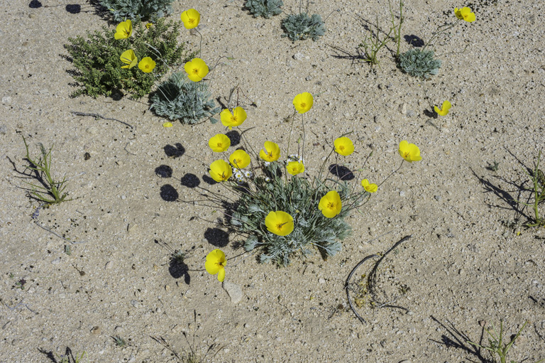 Eschscholzia androuxii