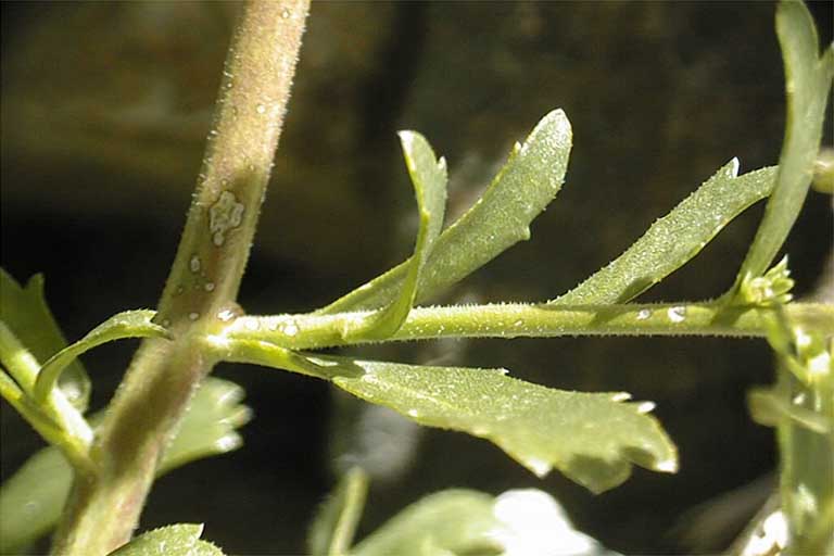 Lepidium lasiocarpum