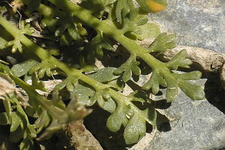 Lepidium lasiocarpum var. lasiocarpum