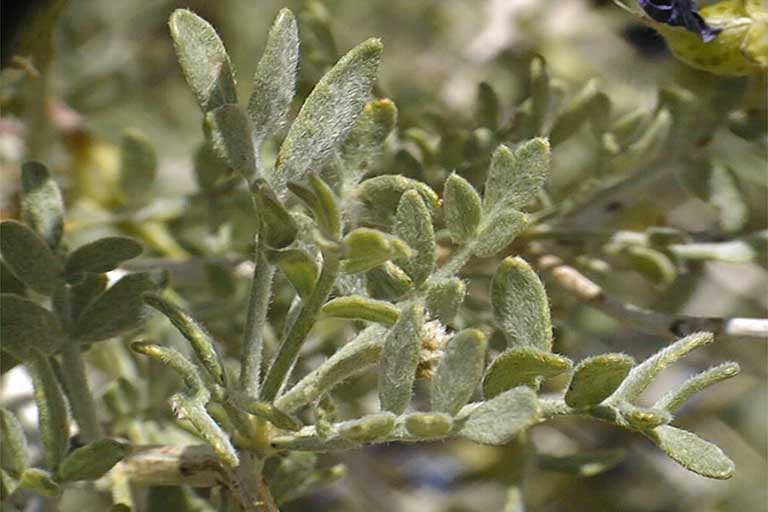 Psorothamnus arborescens var. minutifolius