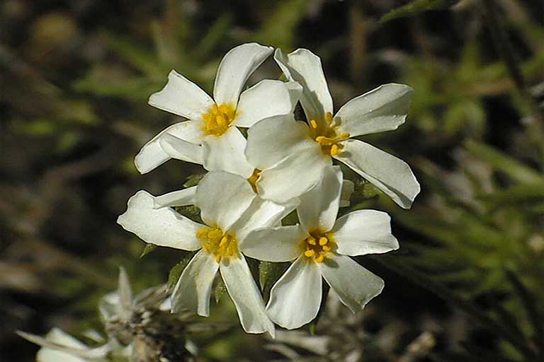 Linanthus nuttallii