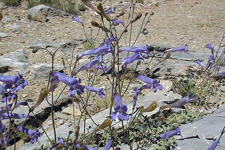 Penstemon scapoides
