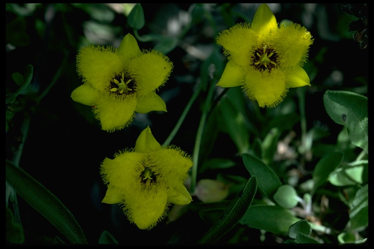 Calochortus monophyllus