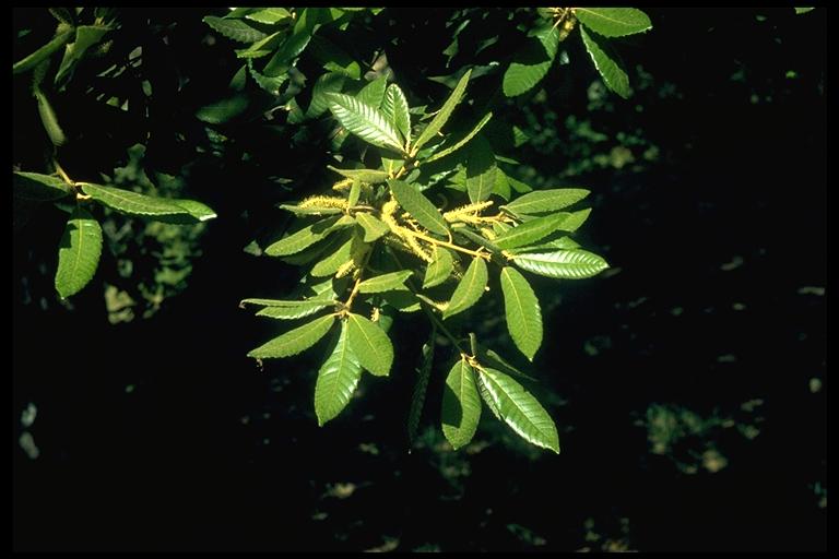 Notholithocarpus densiflorus