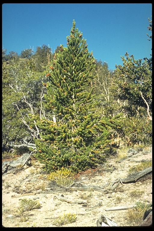 Pinus longaeva