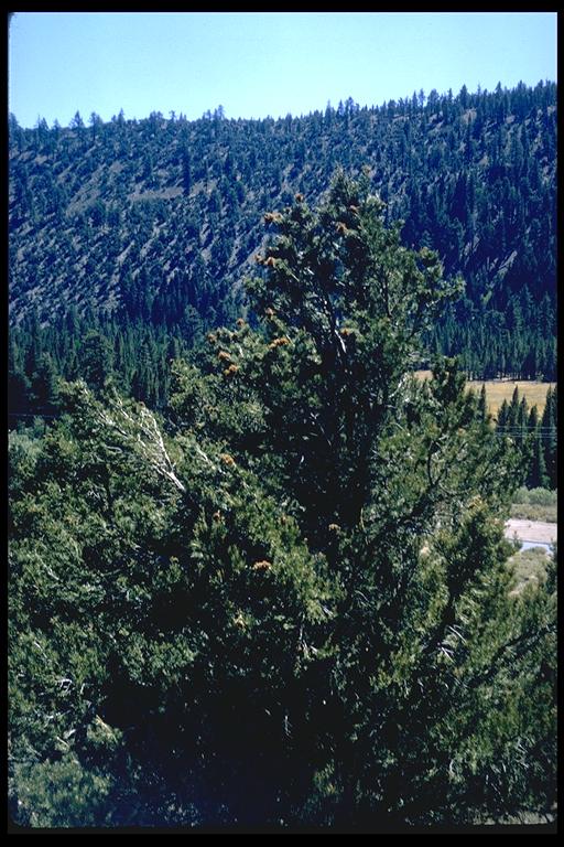 Pinus attenuata