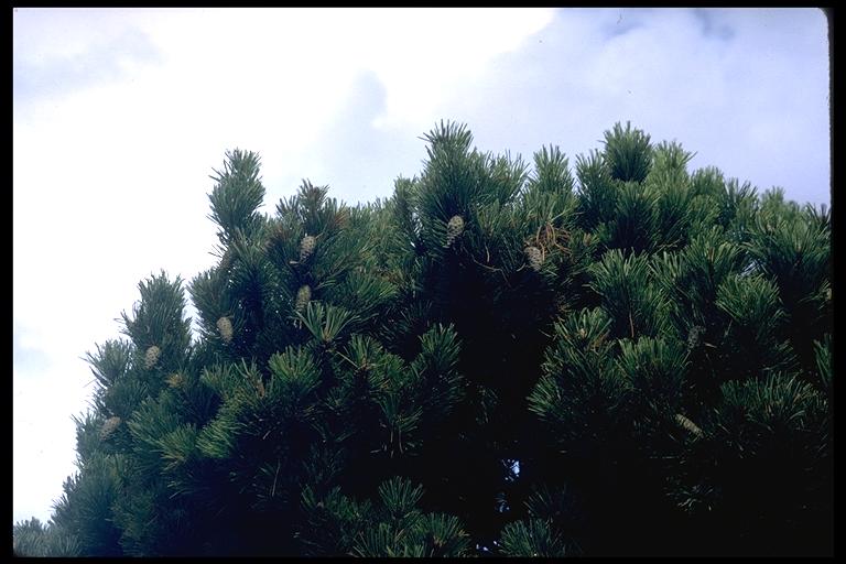 Pinus contorta Pinus contorta