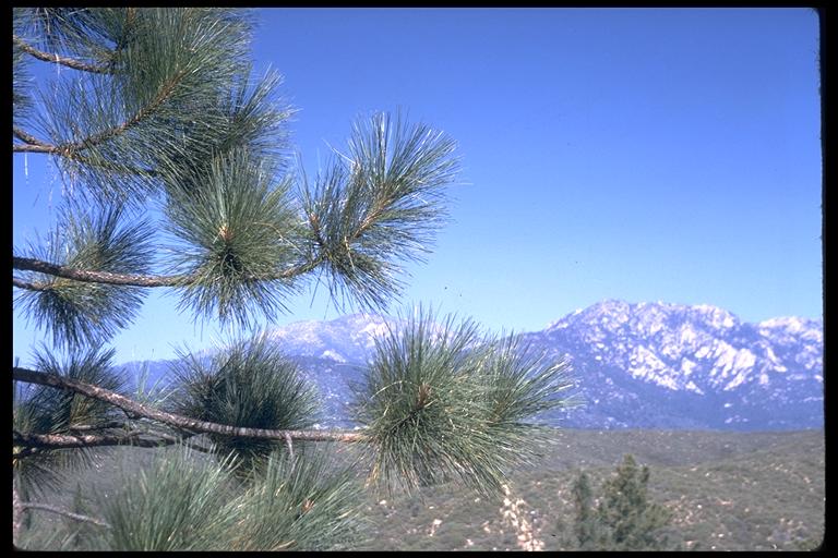 Pinus coulteri Pinus coulteri