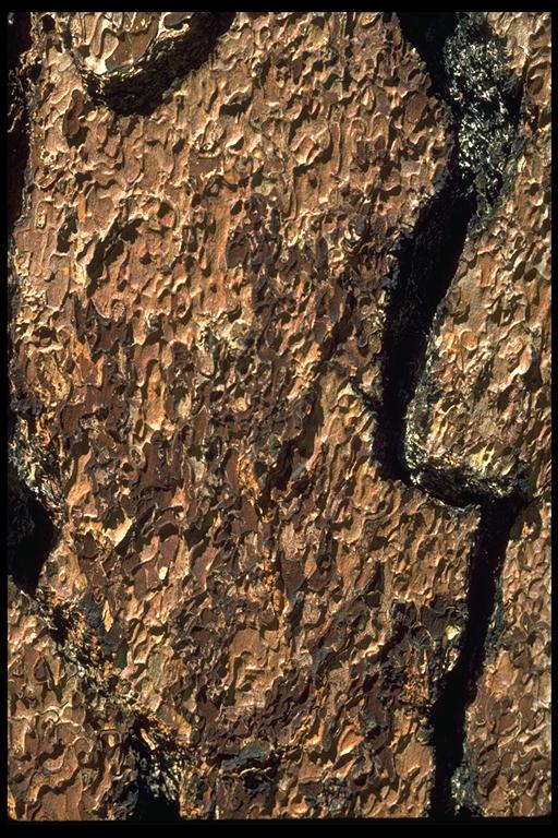 Pinus jeffreyi Pinus jeffreyi