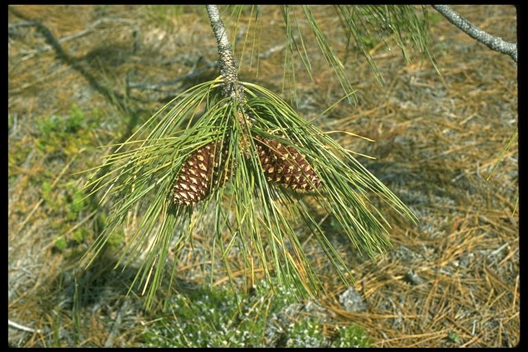 Pinus jeffreyi Pinus jeffreyi