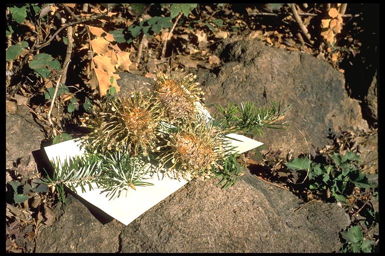 Abies bracteata