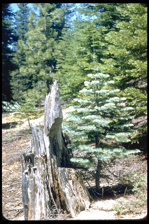 Abies magnifica Abies magnifica