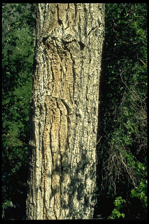 Populus trichocarpa