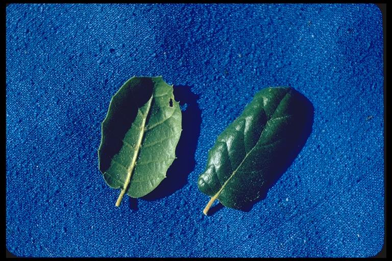 Quercus agrifolia